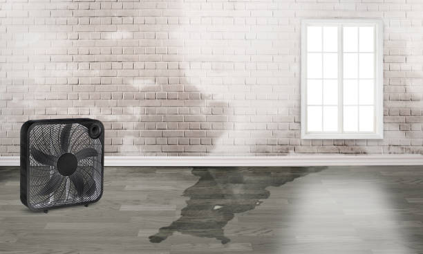 Best Water damage contractors near me  in Beechwood Village, KY